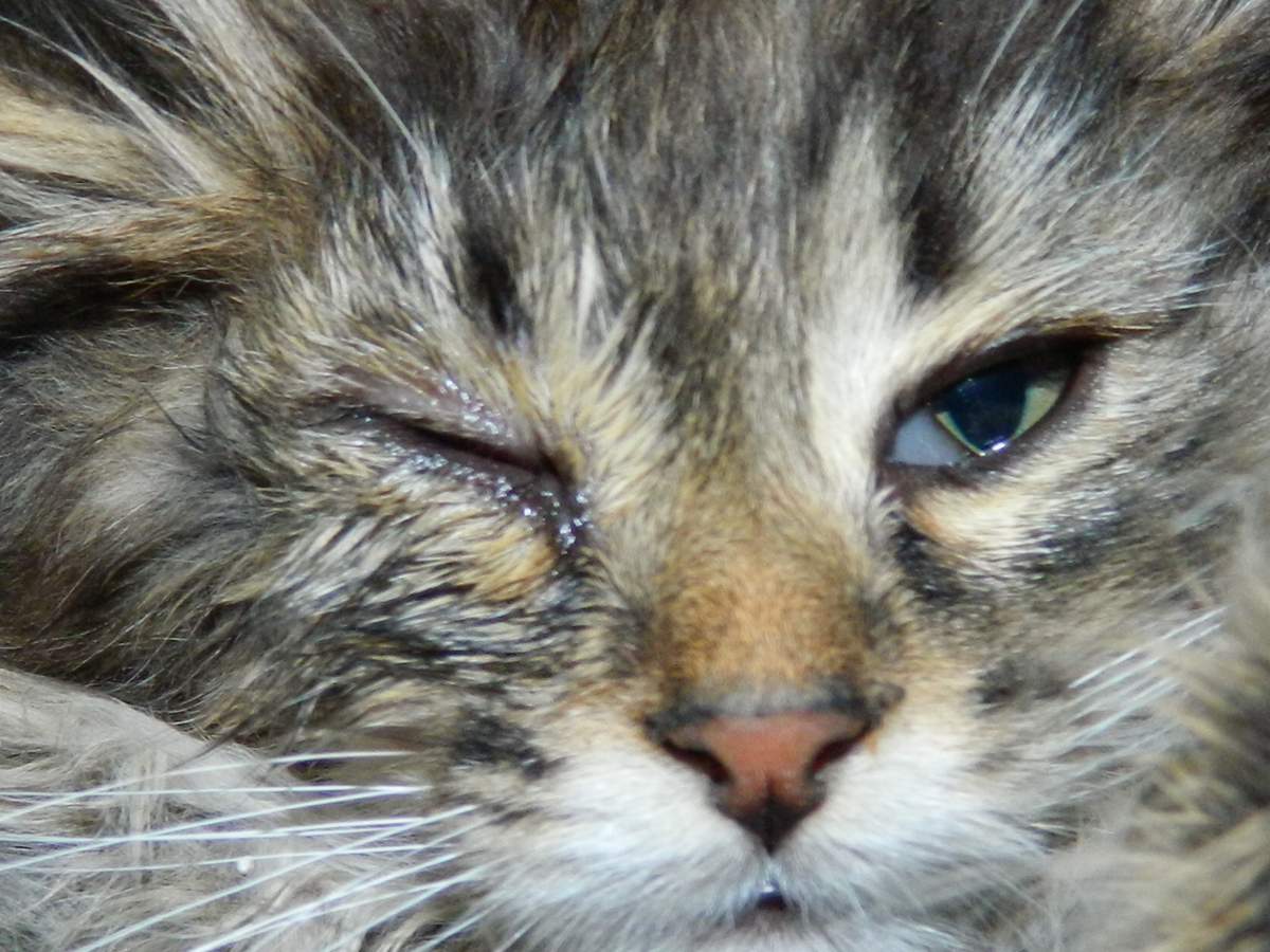 Болезни глаз у кошек: симптомы болезней и их основные причины. основные варианты лечения и профилактика заболевания (115 фото)