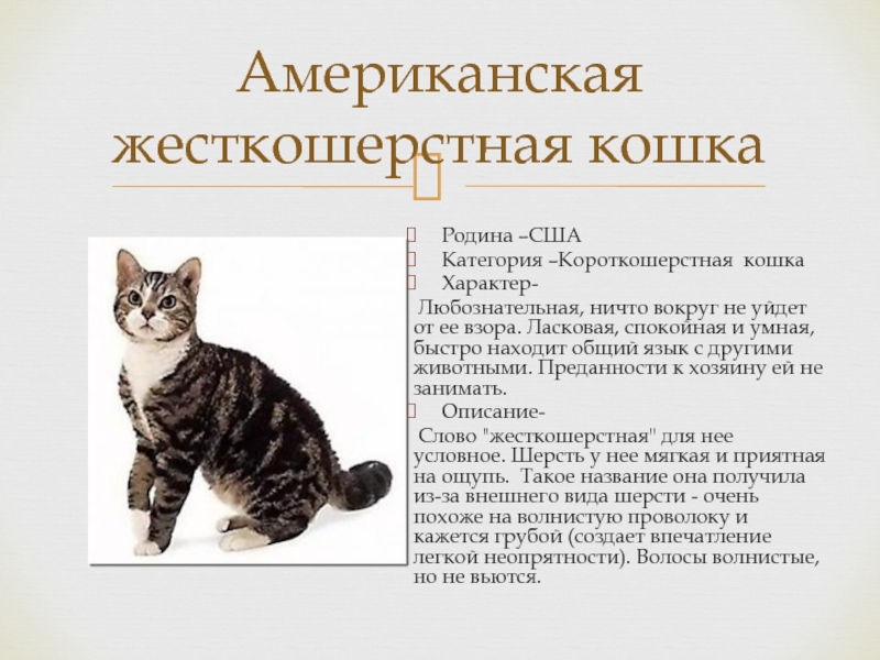 Анатолийская кошка — описание породы кошек