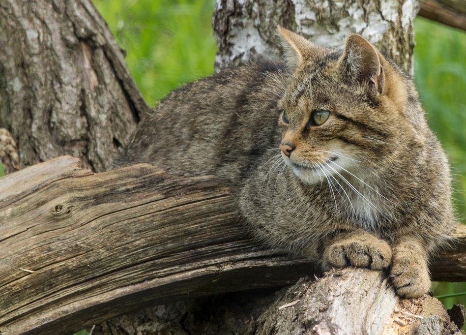 Краснодарское животное. Европейский Лесной кот камышовый. Лесной кот Краснодарского края. Дикий Лесной кот Краснодарский край. Европейская Дикая Лесная кошка.