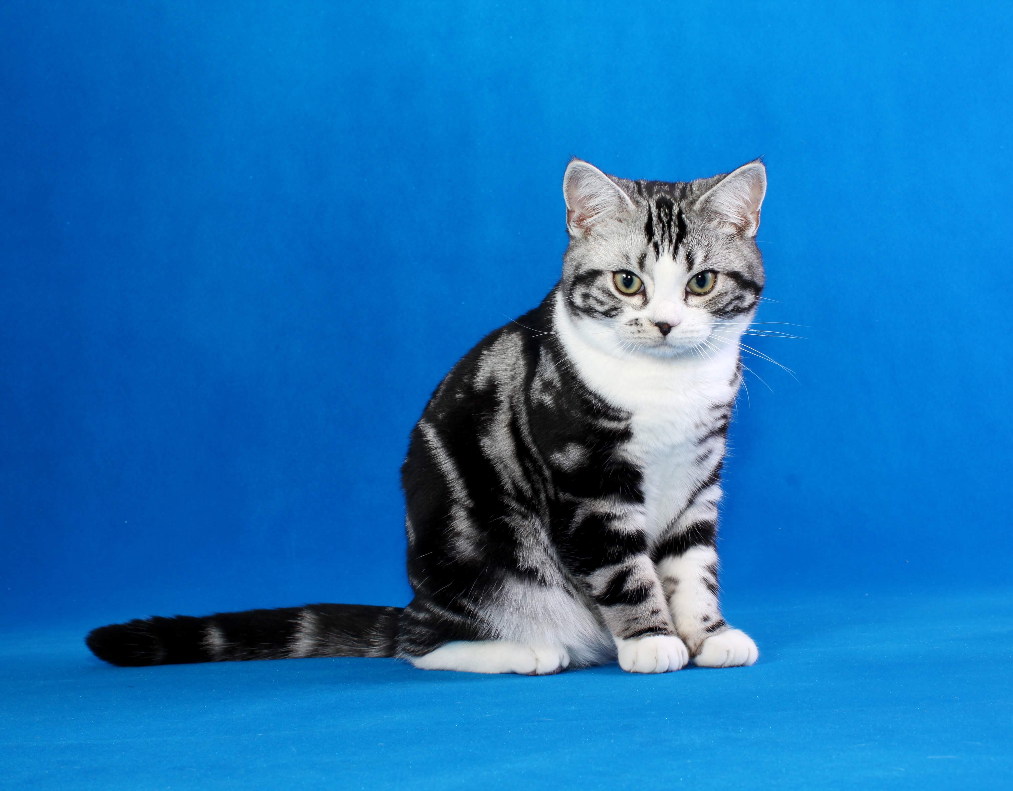 Корат - кошка родом из таиланда.фото, описание породы и советы по содержанию и уходу