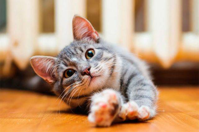 Как правильно перевести кота с сухого корма на натуралку? - запись пользователя daiana (id2406601) в сообществе домашние животные в категории помогите советом - babyblog.ru