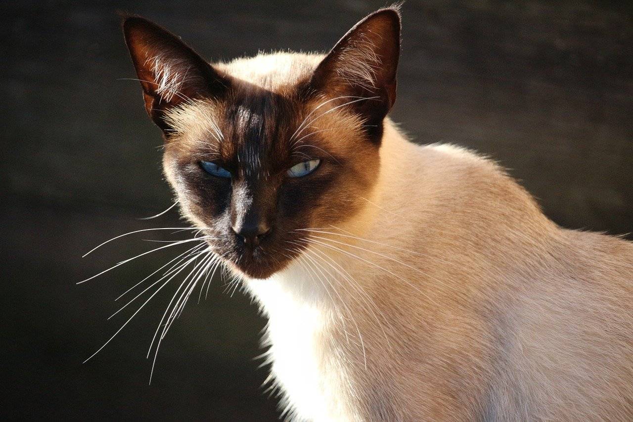 Сиамская кошка - описание породы и характер фото ...