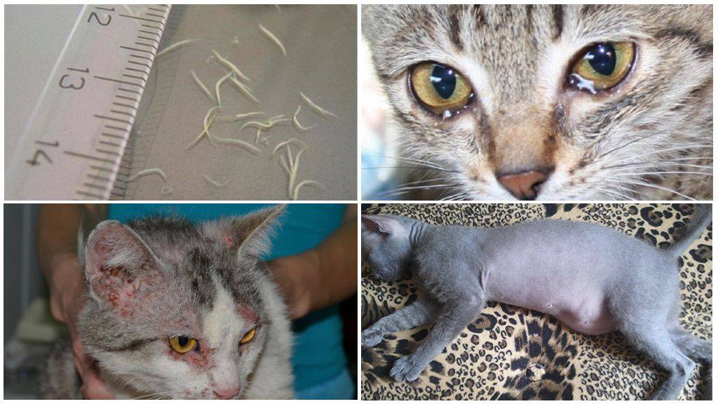 Глисты у кошек и котят | лечение (лекарства), симптомы, виды, профилактика