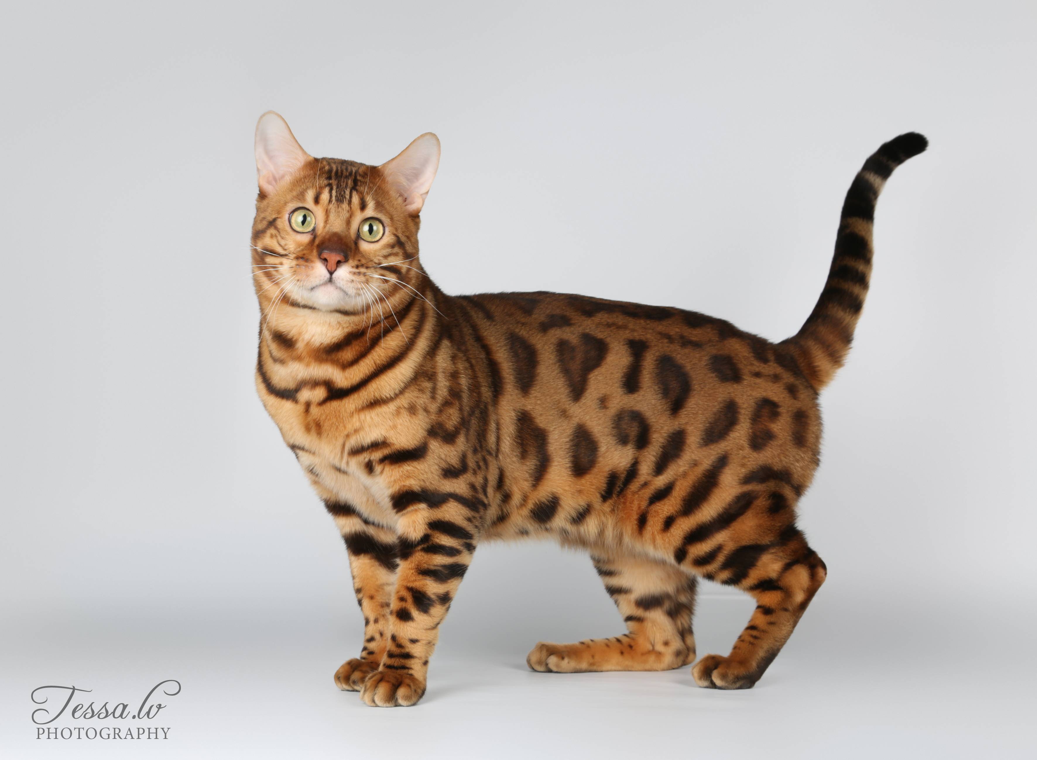 Порода кошек тойгер - характеристика и описание с фото и видео