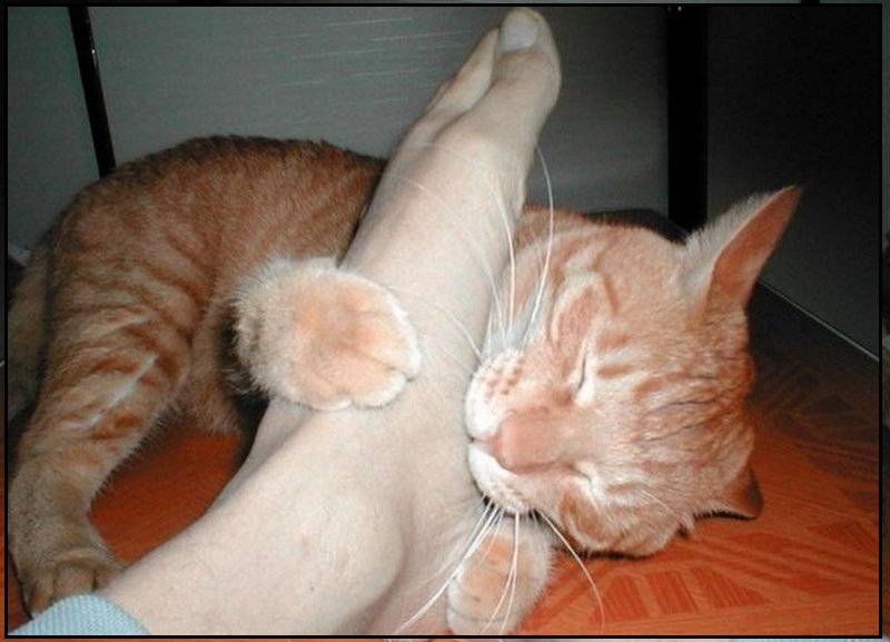 Почему кошки трутся об ноги?