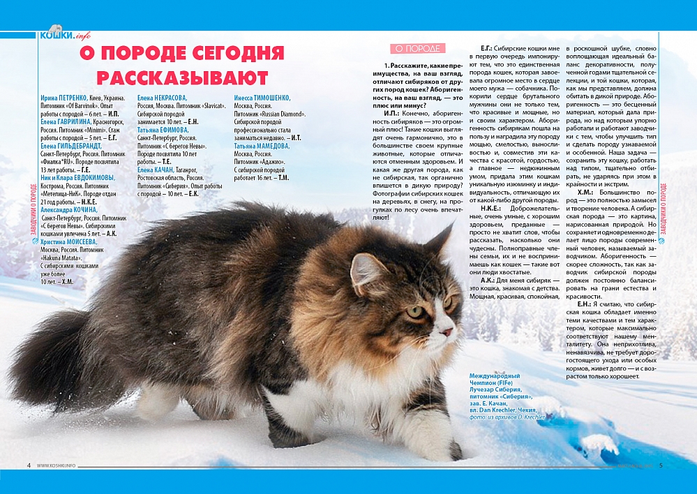 Норвежская лесная кошка - описание и стандарт породы, характеристики, особенности содержания и питания