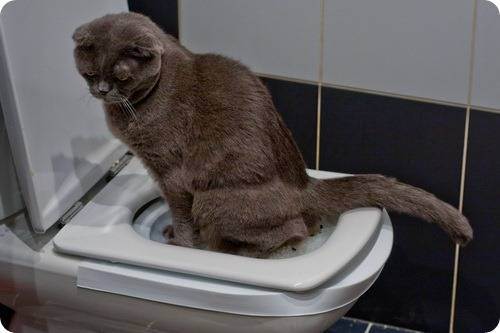 Как часто кошка должна ходить в туалет?