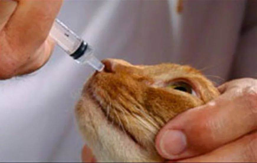 Причины и последствия, почему чихает кошка