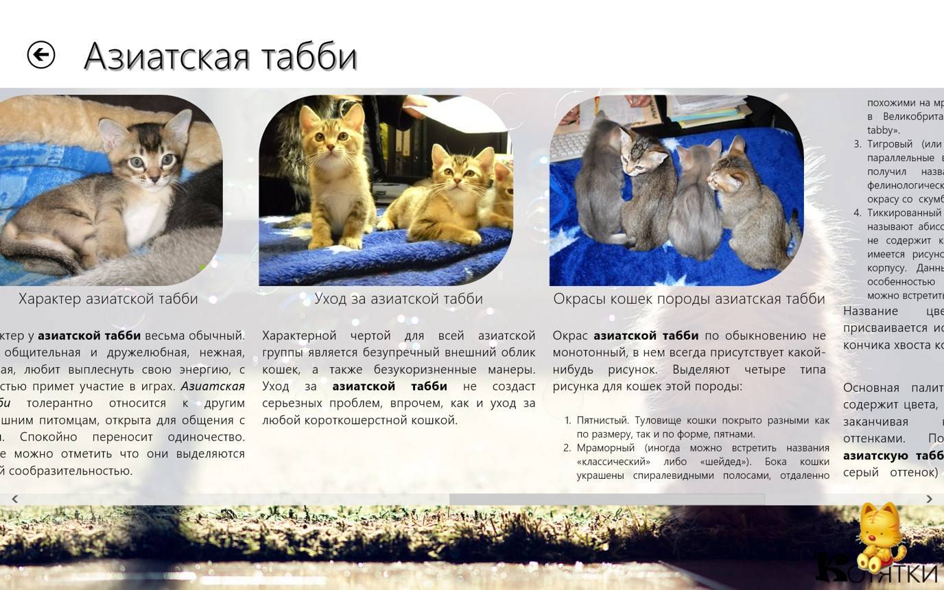 Характер и описание голубоглазой тонкинской кошки – уход и содержание