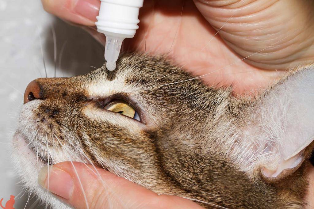 Воспаление трахеи у кошки: причины и методы лечения