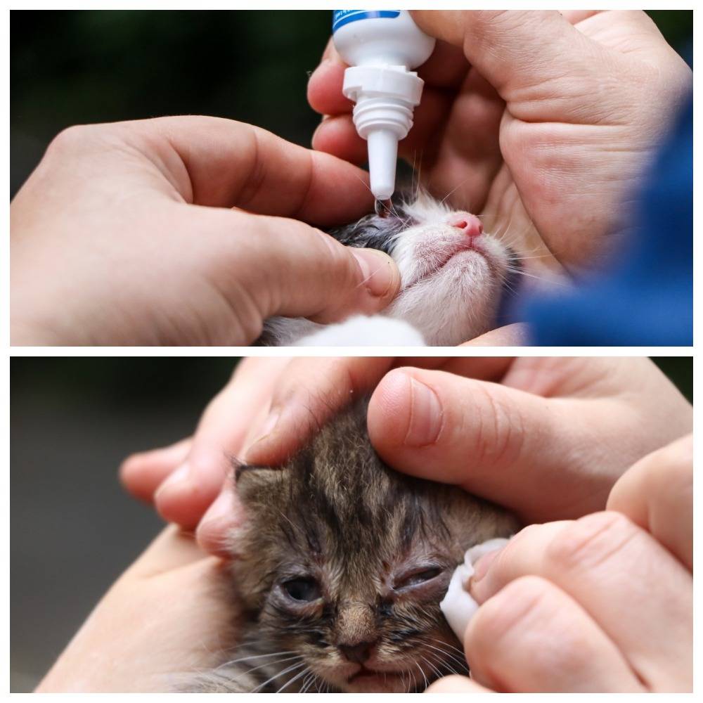Чем промывать глаза кошке: какие растворы использовать и как проводить процедуру?