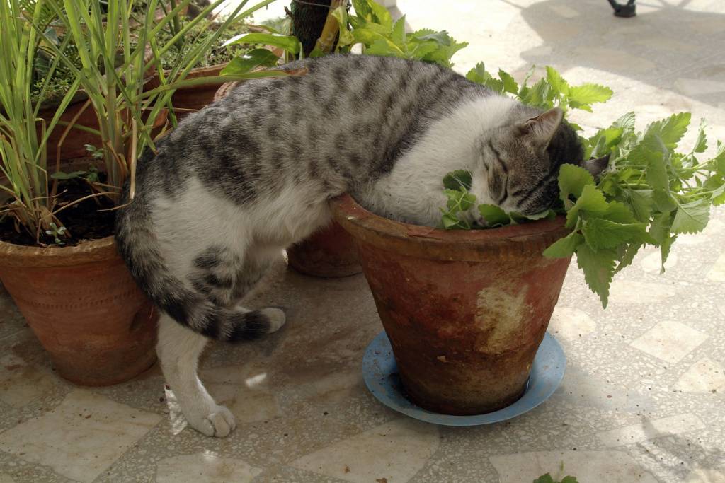 Как отучить кошку лазить в цветочные горшки и копать в них землю
