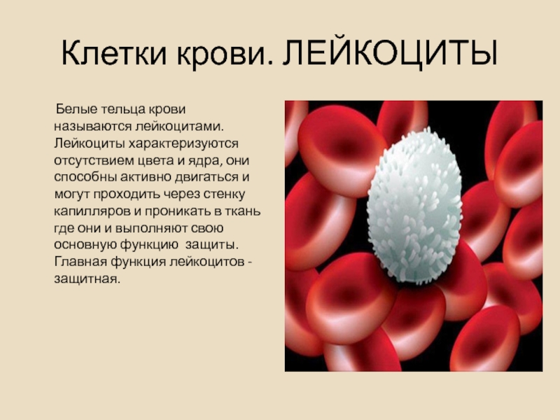 Лейкоциты в крови: нормы, причины отклонений