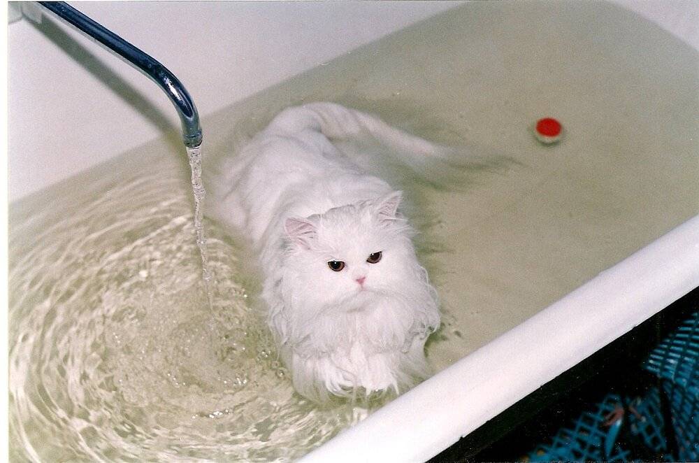 Почему кошки боятся воды - легенды и реальные причины