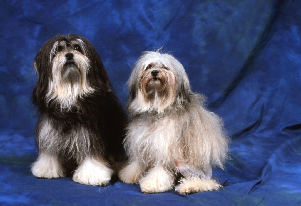 Левхен (малая львиная собачка): описание породы собак с фото и видео