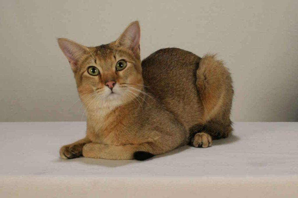 Цейлонская кошка — описание пород котов