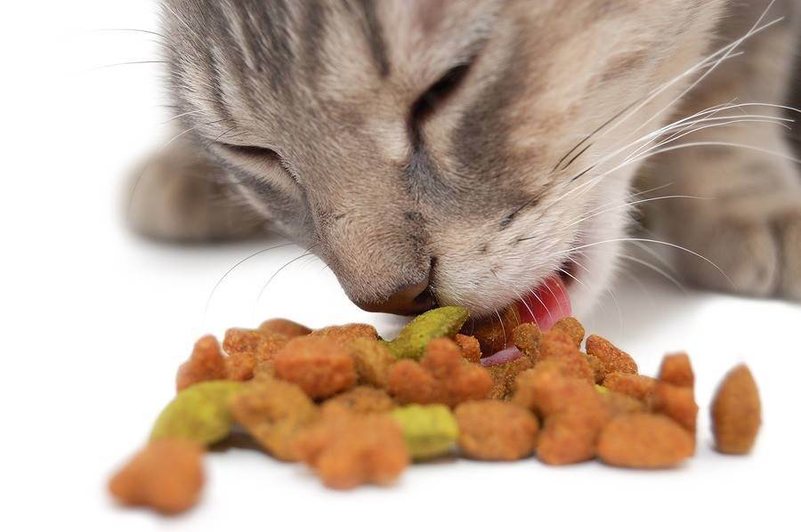 Как проявляется пищевая аллергия у кошек: признаки, выбор корма при аллергии