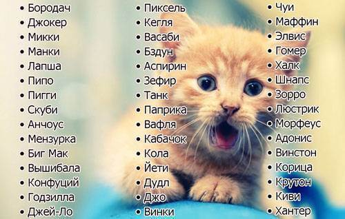 Как назвать рыжую кошку или кота: популярные клички и правила выбора имени