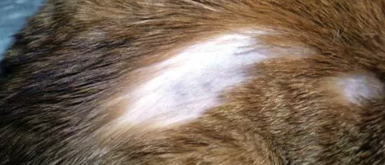 Кот лысеет: почему у животного выпадает шерсть, и образуются проплешины на шее, голове, задних лапах