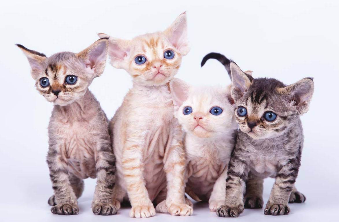 Гипоаллергенные породы кошек