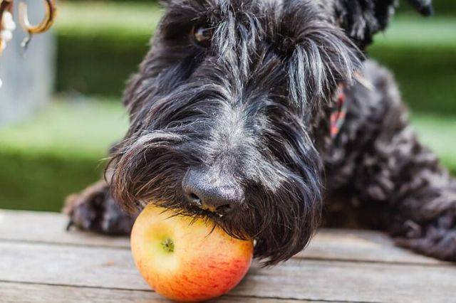 Какие фрукты можно давать собаке, а какие нет: список