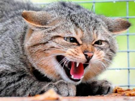 Как определить бешенство у кошки для лечения на ранней стадии?