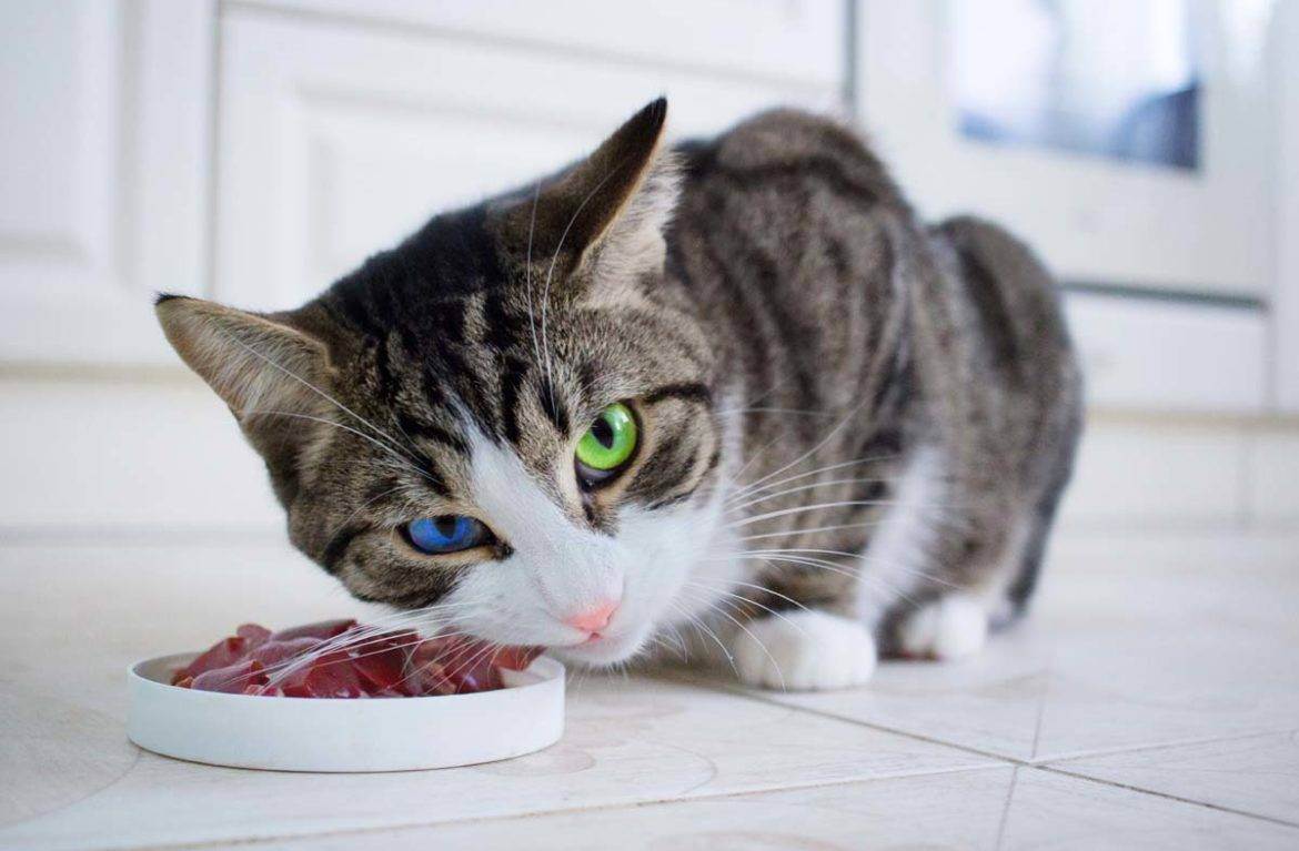 Можно ли кормить кошку сырым мясом: правила и стандарты кормления
