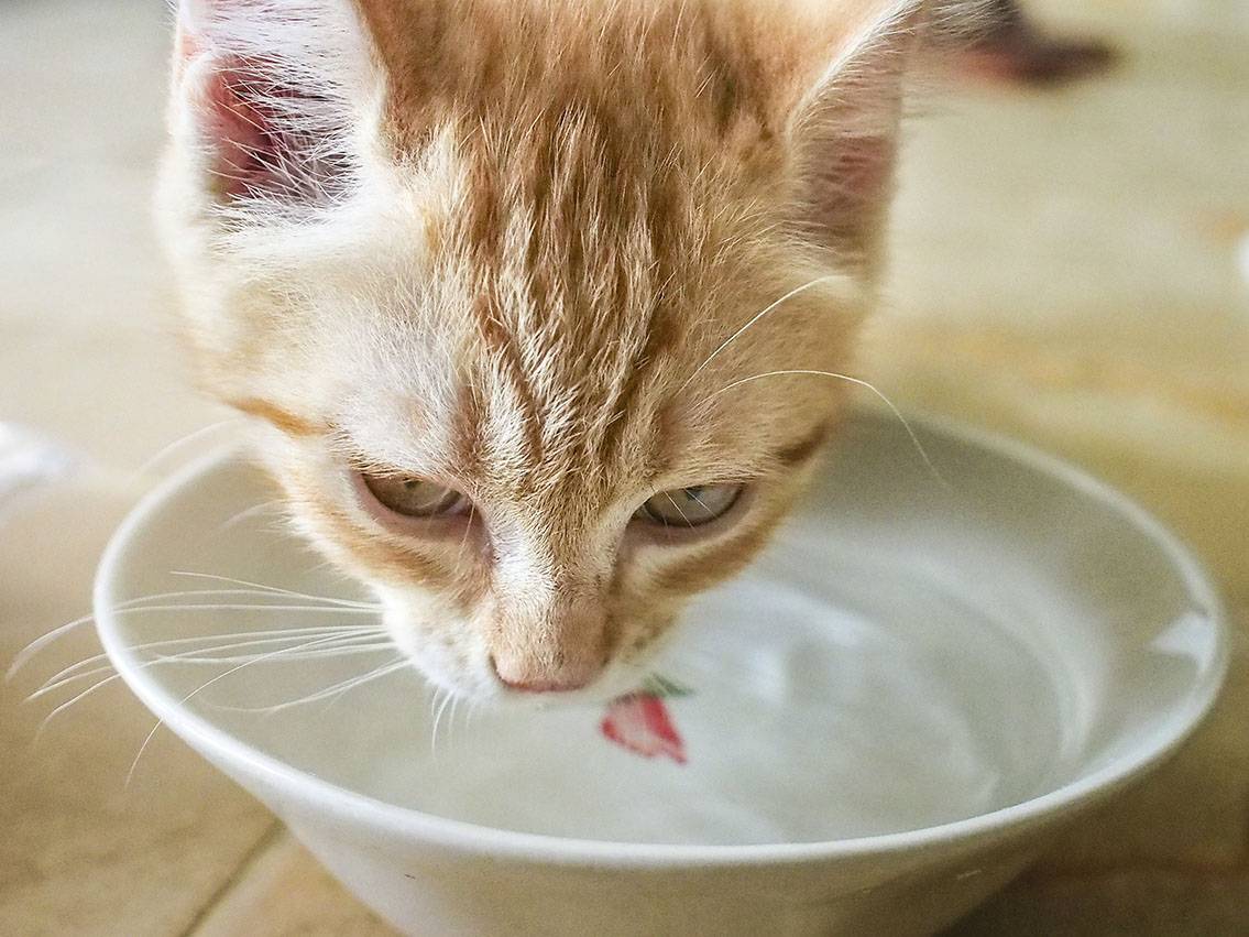 Если кошка пьет много воды? причины, а также расчет нормы потребления воды