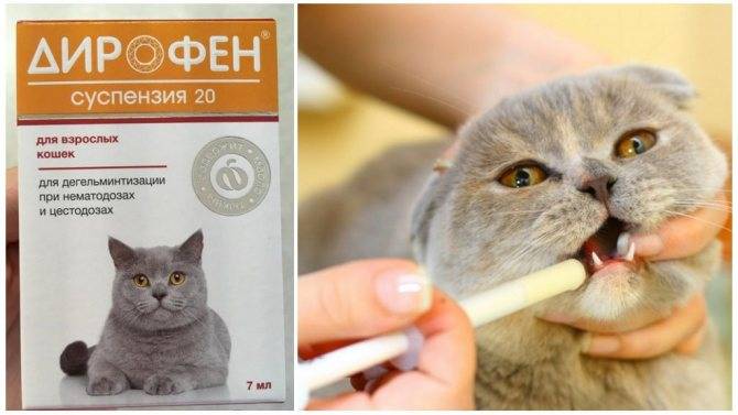 Таблетки, лекарства, капли от глистов для кошек: когда и как давать, названия, инструкции