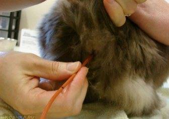 Эффективные и простые домашние средства для лечения кошек от глистов