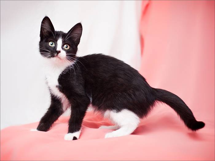 Какие породы кошек имеют черно-белый окрас с светлыми грудками и лапками