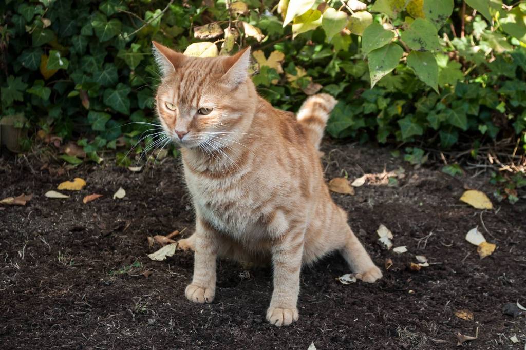 У кота во время стула кровь