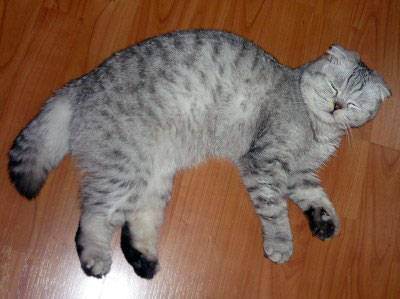 Правда, что шотландские коты очень болезненные? - запись пользователя маруся (id1794879) в сообществе домашние животные в категории болезни любимцев - babyblog.ru
