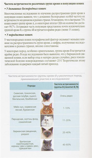 Бизнес на разведении кошек в домашних условиях: популярные породы, помещение, оборудование, приобретение котят, вязка