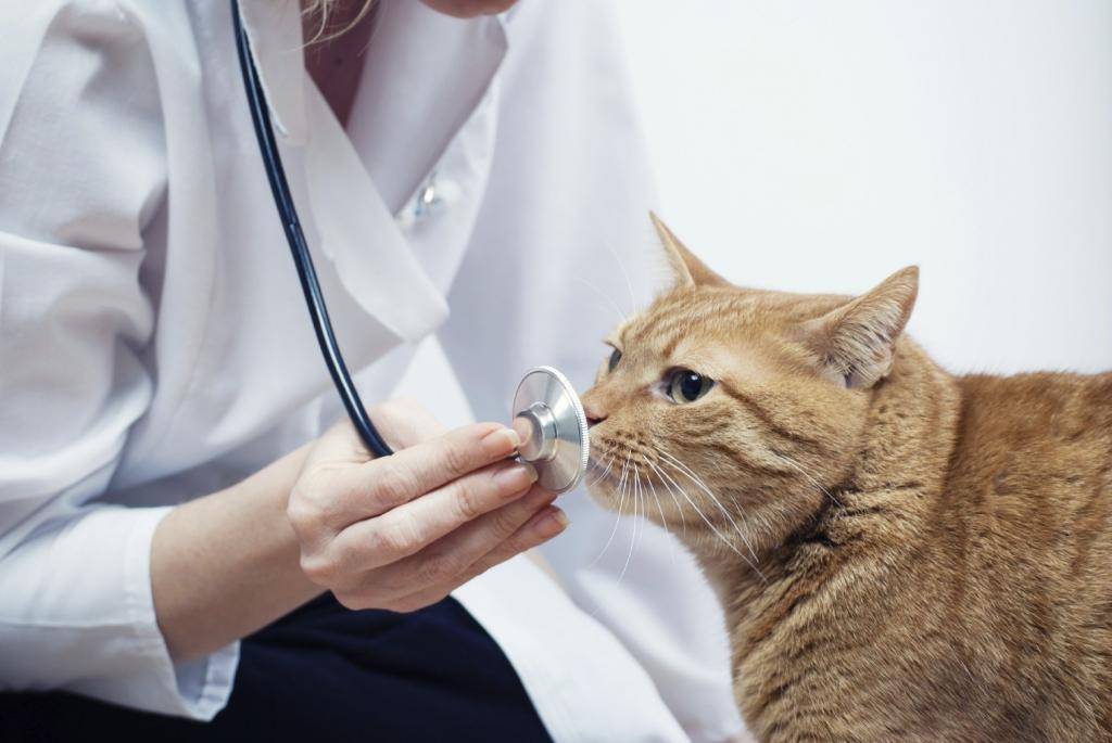 При каких заболеваниях чихают кошки и что делать?