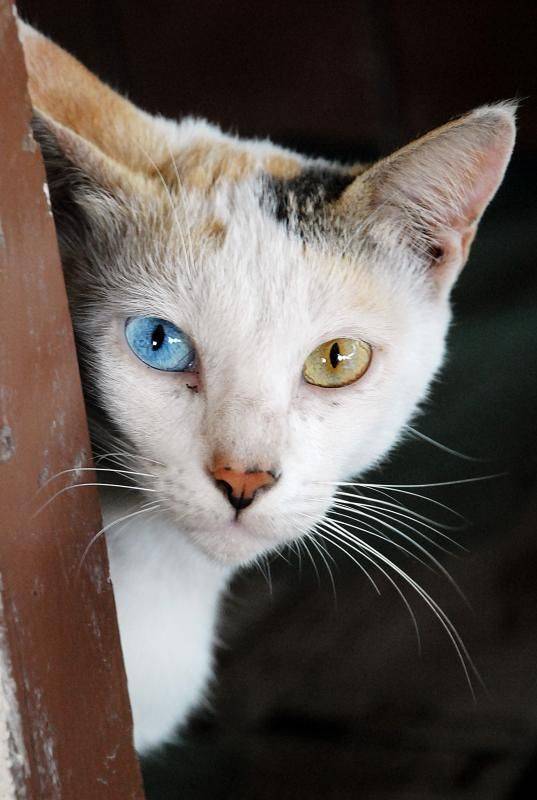 Кошки с разными глазами
кошки с разными глазами