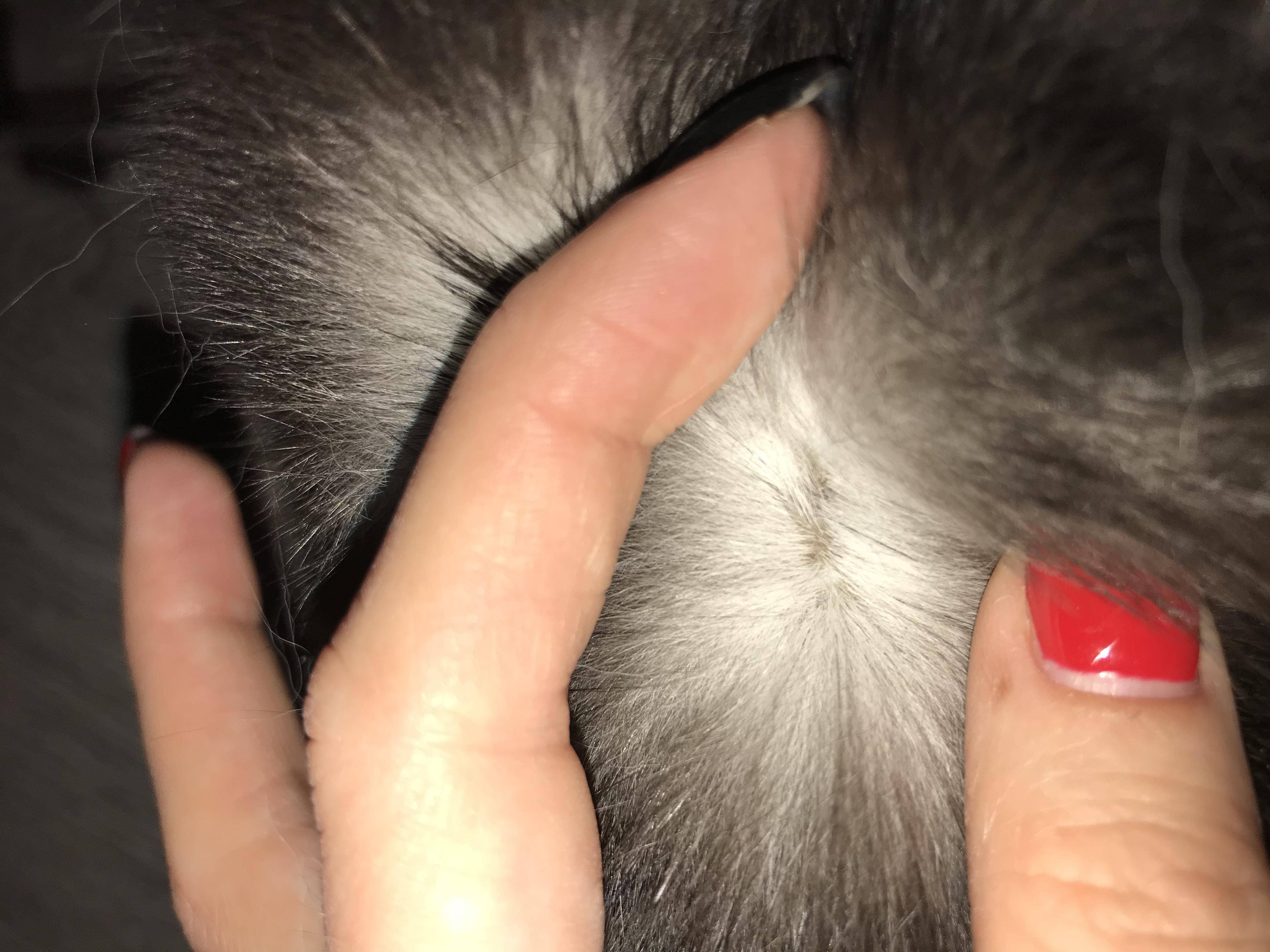 Распространенные болячки на ушах у кошки: симптомы и методы лечения