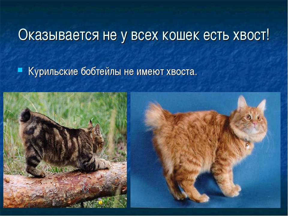 Анатомия кошки и кота: особенности строения тела, зачем животному хвост и другие интересные факты