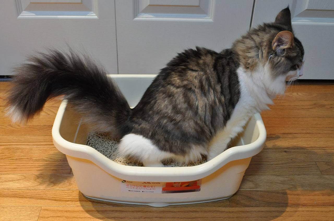Кот не может сходить в туалет по-маленькому: причины, что делать и как помочь питомцу в домашних условиях