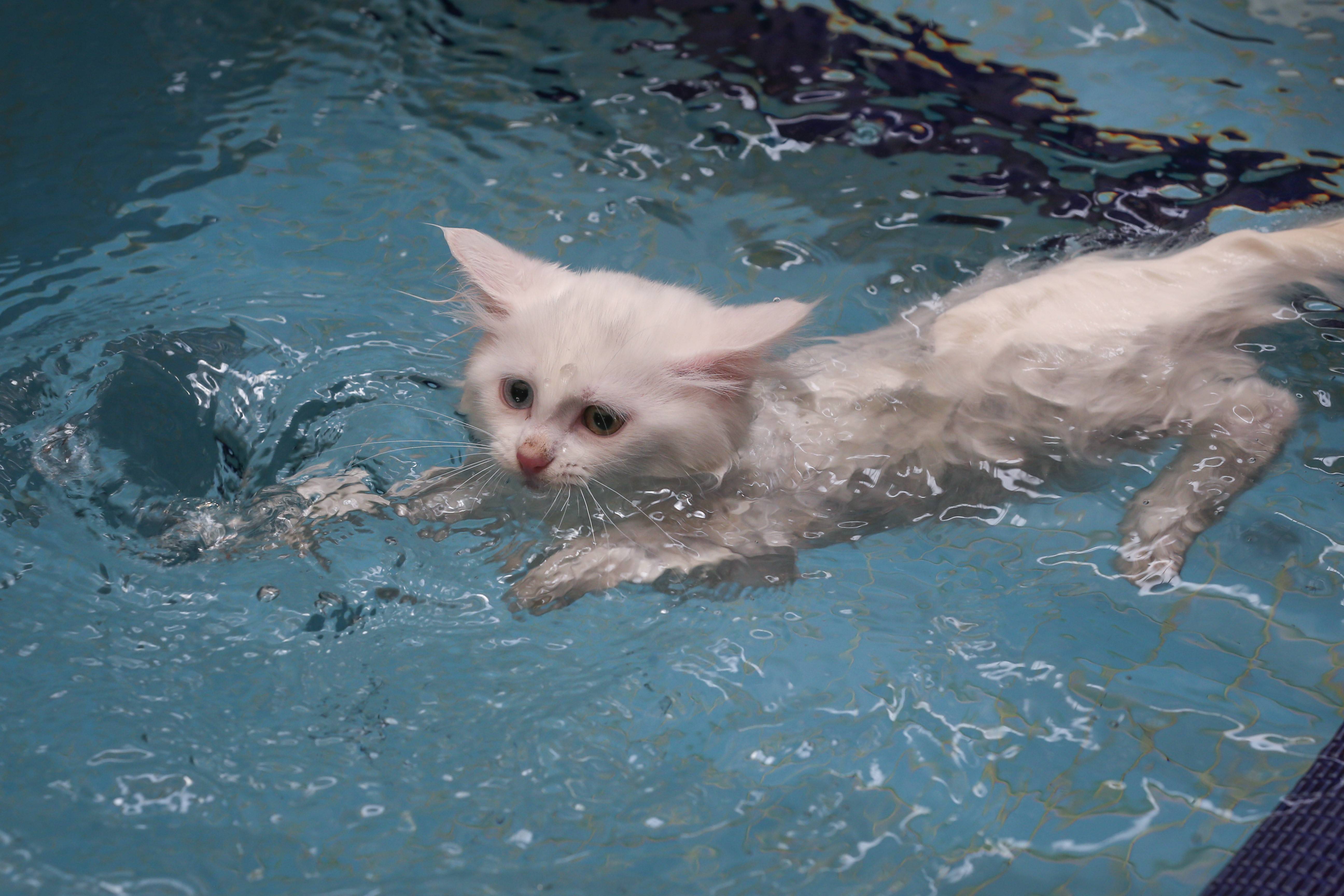Умеют ли коты плавать