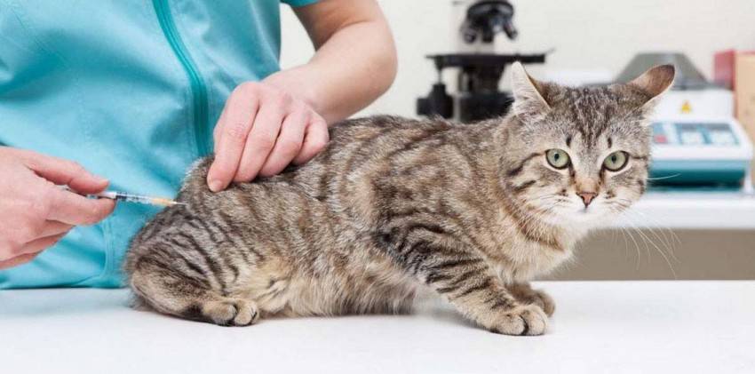 Сахарный диабет у кошек - симптомы и лечение