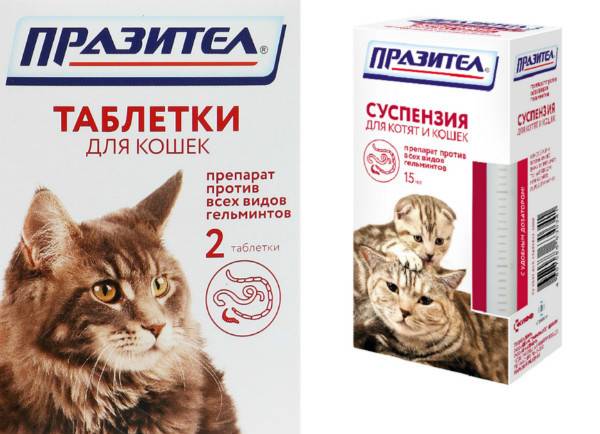 Какие обезболивающие препараты можно давать кошке в домашних условиях
