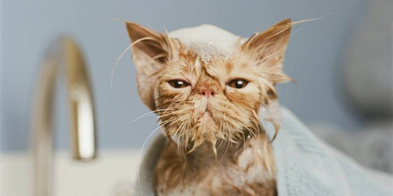 Как купать кота без истерик и травм