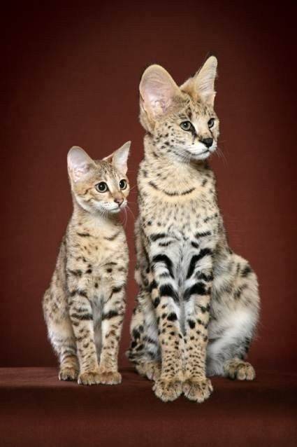 Самые редкие породы кошек и котов