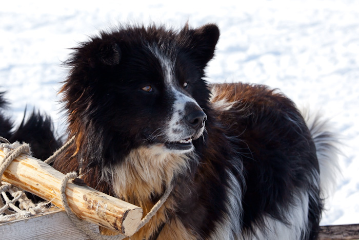 Ненецкая лайка – фото, описание породы, применение, цена щенка