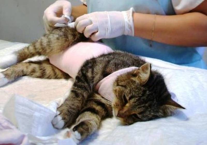 Ухаживаем за котом после операции кастрации: правильный уход за кастрированным котом