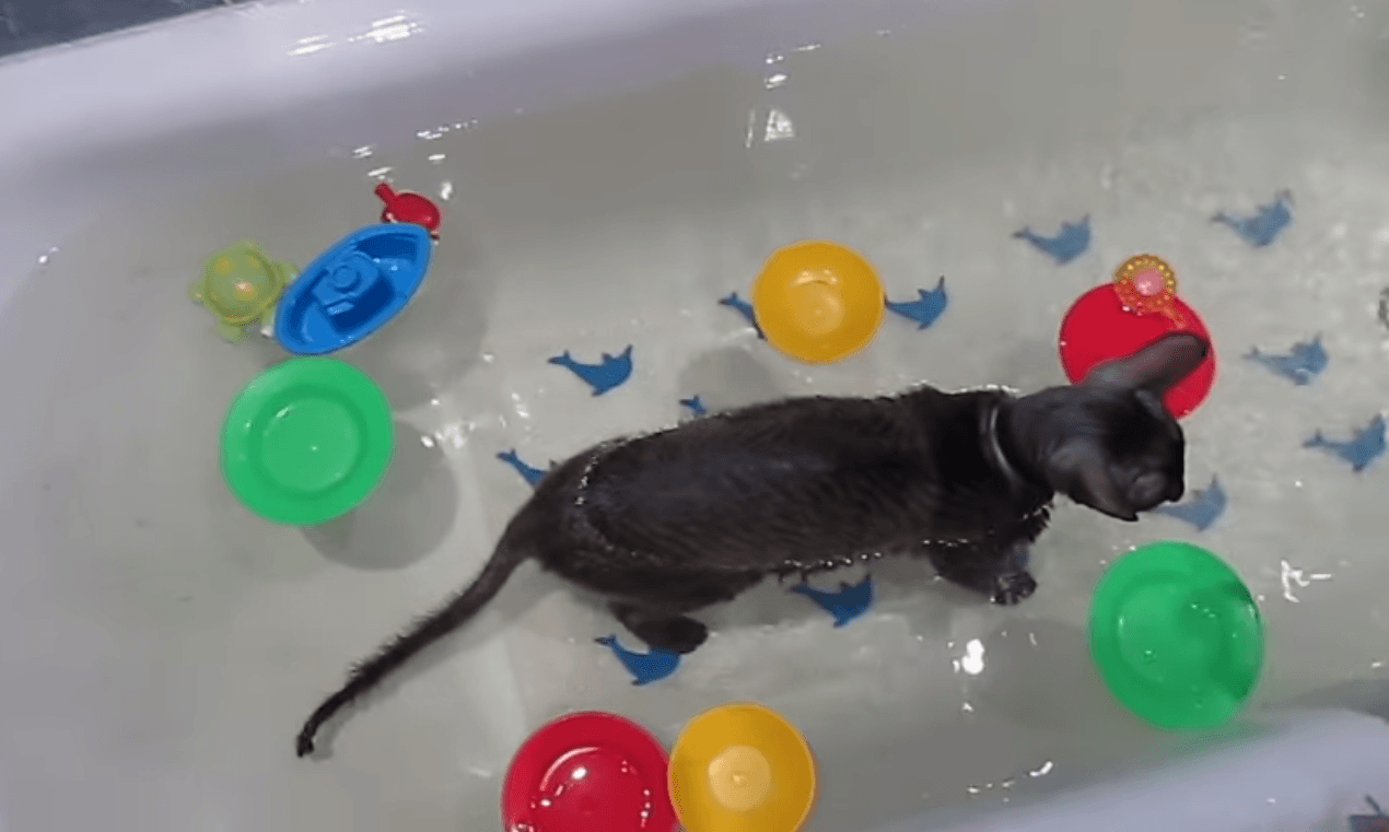 Почему кошки боятся воды? подробное описание, как правильно искупать и приучить кота к воде