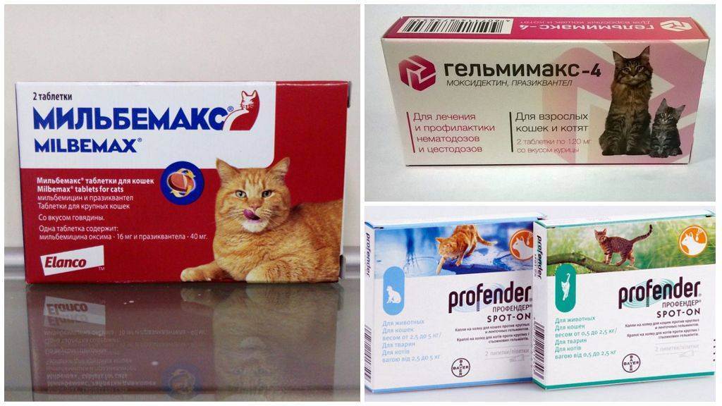 Глисты у котят: симптомы, признаки и лечение таблетками