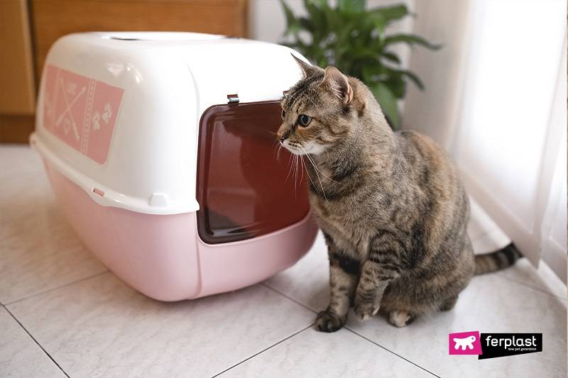 Лоток для кошек и котов: как выбрать идеальный кошачий туалет, в том числе с высокими бортиками
