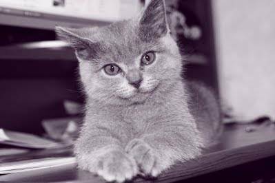 Британская короткошерстная кошка: описание породы и фото